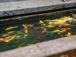 Koi fish in the water pond at San Chao pu ya Shrine foundation at Udon Thani City Thailand. photo