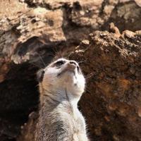una vista de un suricato foto