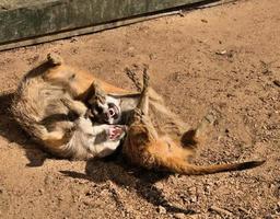 A view of a Meerkat photo