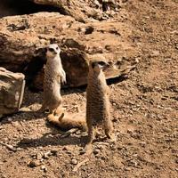 A view of a Meerkat photo