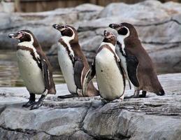 una vista de un pinguino foto