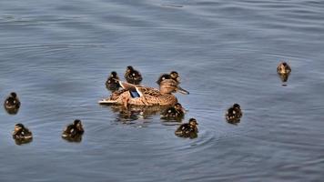 A view of a Mallard photo