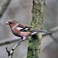 A view of a Chaffinch photo