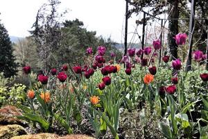 una vista de algunas flores foto