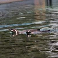 A view of a Penguin photo