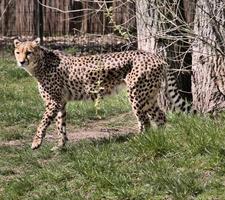 A view of a Cheetah photo