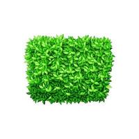 Square green bush on a white isolated background. Decorative shrub for the design of a park, garden or green fence. vector