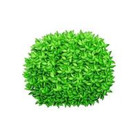 Round green bush on a white isolated background. Decorative shrub for the design of a park, garden or green fence vector