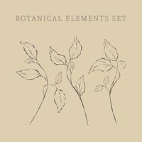 Leaves set, line art hand drawn branches. Botanical elements for design projects, wedding decoration. Vector isolated illustration. Trendy elegant branch in minimalist style. Vector graphic EPS.