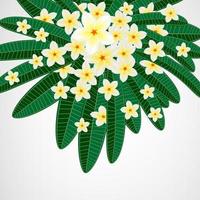 Tropical leaves with plumeria flowers and white frame on isolate background. vector