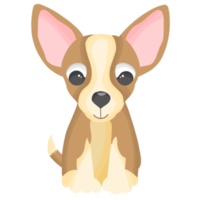 Chihuahua cute dog animal