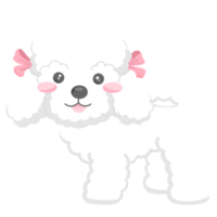 white cue poodle dog animal