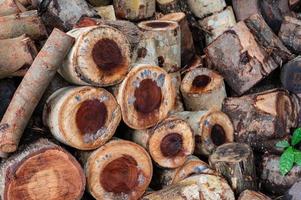 Logging, thick logs lie in the forest against the backdrop of a sunset, copy space, timber photo