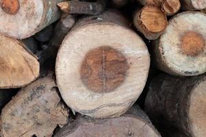 Logging, thick logs lie in the forest against the backdrop of a sunset, copy space, timber photo