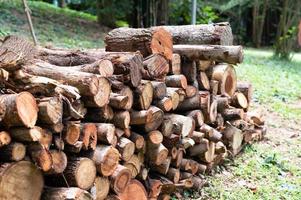 Logging, thick logs lie in the forest against the backdrop of a sunset, copy space, timber photo