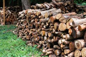 Logging, thick logs lie in the forest against the backdrop of a sunset, copy space, timber photo