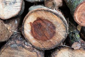 Logging, thick logs lie in the forest against the backdrop of a sunset, copy space, timber photo