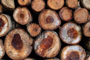 Logging, thick logs lie in the forest against the backdrop of a sunset, copy space, timber photo