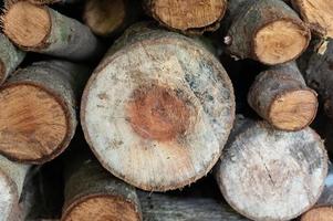 Logging, thick logs lie in the forest against the backdrop of a sunset, copy space, timber photo