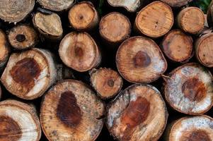Logging, thick logs lie in the forest against the backdrop of a sunset, copy space, timber photo