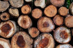 Logging, thick logs lie in the forest against the backdrop of a sunset, copy space, timber photo