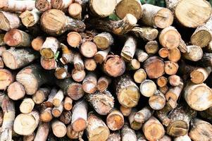 Logging, thick logs lie in the forest against the backdrop of a sunset, copy space, timber photo