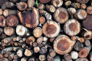 Logging, thick logs lie in the forest against the backdrop of a sunset, copy space, timber photo