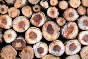 Logging, thick logs lie in the forest against the backdrop of a sunset, copy space, timber photo