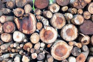 Logging, thick logs lie in the forest against the backdrop of a sunset, copy space, timber photo