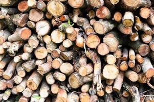 Logging, thick logs lie in the forest against the backdrop of a sunset, copy space, timber photo
