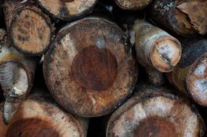 Logging, thick logs lie in the forest against the backdrop of a sunset, copy space, timber photo