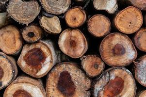 Logging, thick logs lie in the forest against the backdrop of a sunset, copy space, timber photo