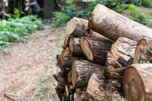 tala, troncos gruesos yacen en el bosque con el telón de fondo de una puesta de sol, espacio de copia, madera foto