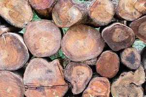 Logging, thick logs lie in the forest against the backdrop of a sunset, copy space, timber photo