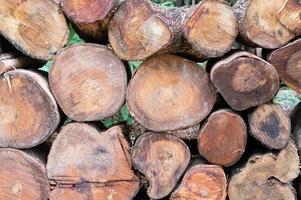 Logging, thick logs lie in the forest against the backdrop of a sunset, copy space, timber photo