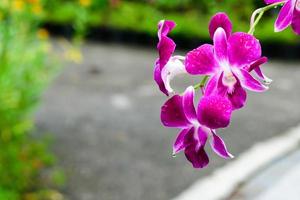 Purple fresh Orchids flowers in garden photo