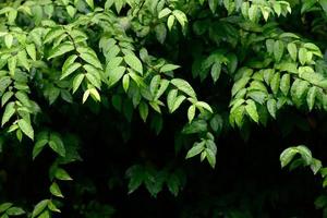 textura de hoja verde impresionante abstracta, follaje de hoja tropical naturaleza fondo verde foto