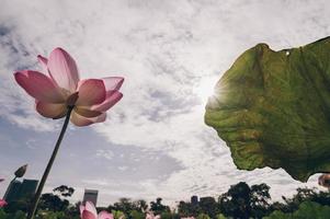 lotus flowers in the pond with a beautiful light in the morning photo