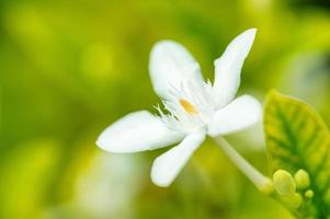 White flower in the garden. nature background. photo