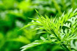 abstract stunning green leaf texture, tropical leaf foliage nature green background photo