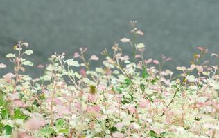 flower grass at relax morning time with warm tone vintages photo