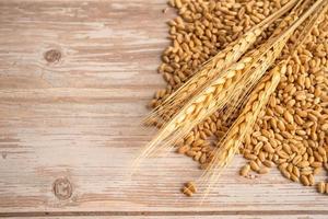 Grains and wheat ears from organic agriculture farm. photo