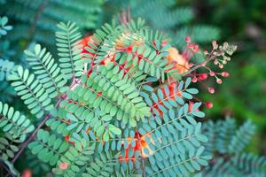 pride of barbados Plant Caesalpinia Pulcherima small leaf texture background photo