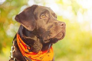 labrador retriever en un pañuelo naranja para halloween. perro con correa. foto