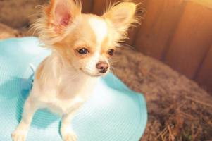 el perro está sentado en un sombrero azul. retrato de una raza mini chihuahua. foto