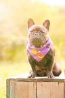 French bulldog brindle dog with black color sits on a wooden podium. A pet in a Halloween bandana. photo