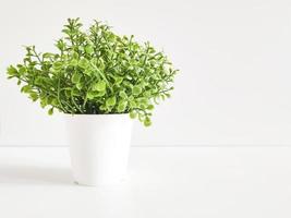 Small green plant in pot in interior photo