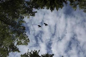 Crows fly in sky. Two birds in background of clouds. Life of crows. photo