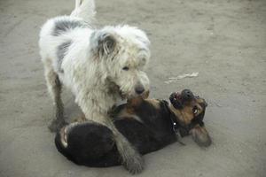 pelea de perros las mascotas juegan afuera. perros lindos foto