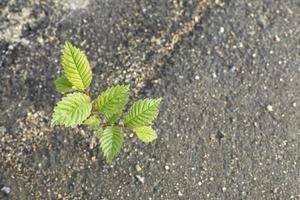 planta a través de asfalto. planta verde en la ciudad. detalles de la naturaleza. foto